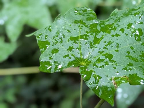 雨の日に外壁塗装はできる？仕上がりに影響しやすい理由と中止の判断基準